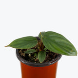  Philodendron sp Columbia - House Plants Delivery Toronto - JOMO Studio
