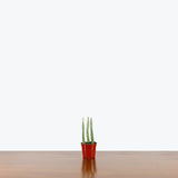 Pickle Cactus - Kleinia Stapeliiformis - House Plants Delivery Toronto - JOMO Studio