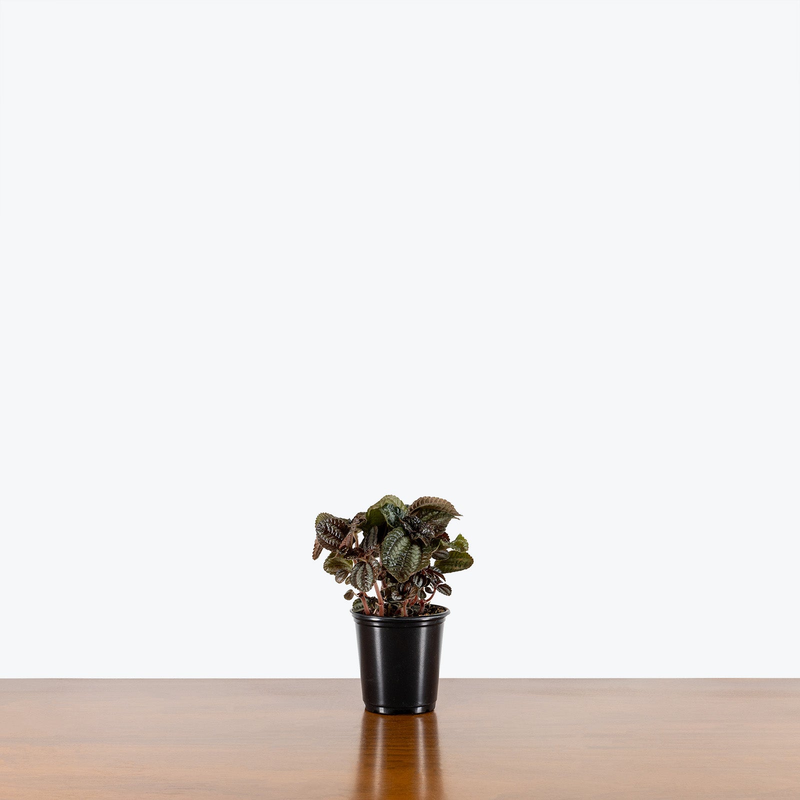 Pilea Bronze - House Plants Delivery Toronto - JOMO Studio