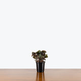 Pilea Bronze — 4" Pot