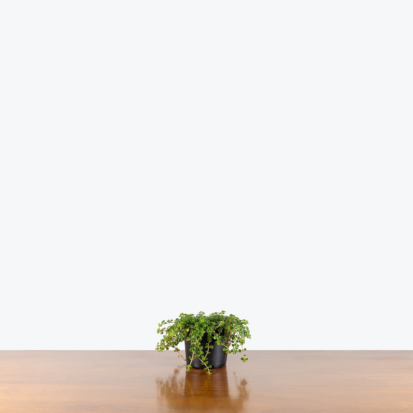 Pilea Depressa Sao Paulo | Care Guide and Pro Tips - Delivery from Toronto across Canada - JOMO Studio