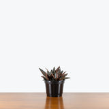 Pilea Hitchcockii — 6" Pot