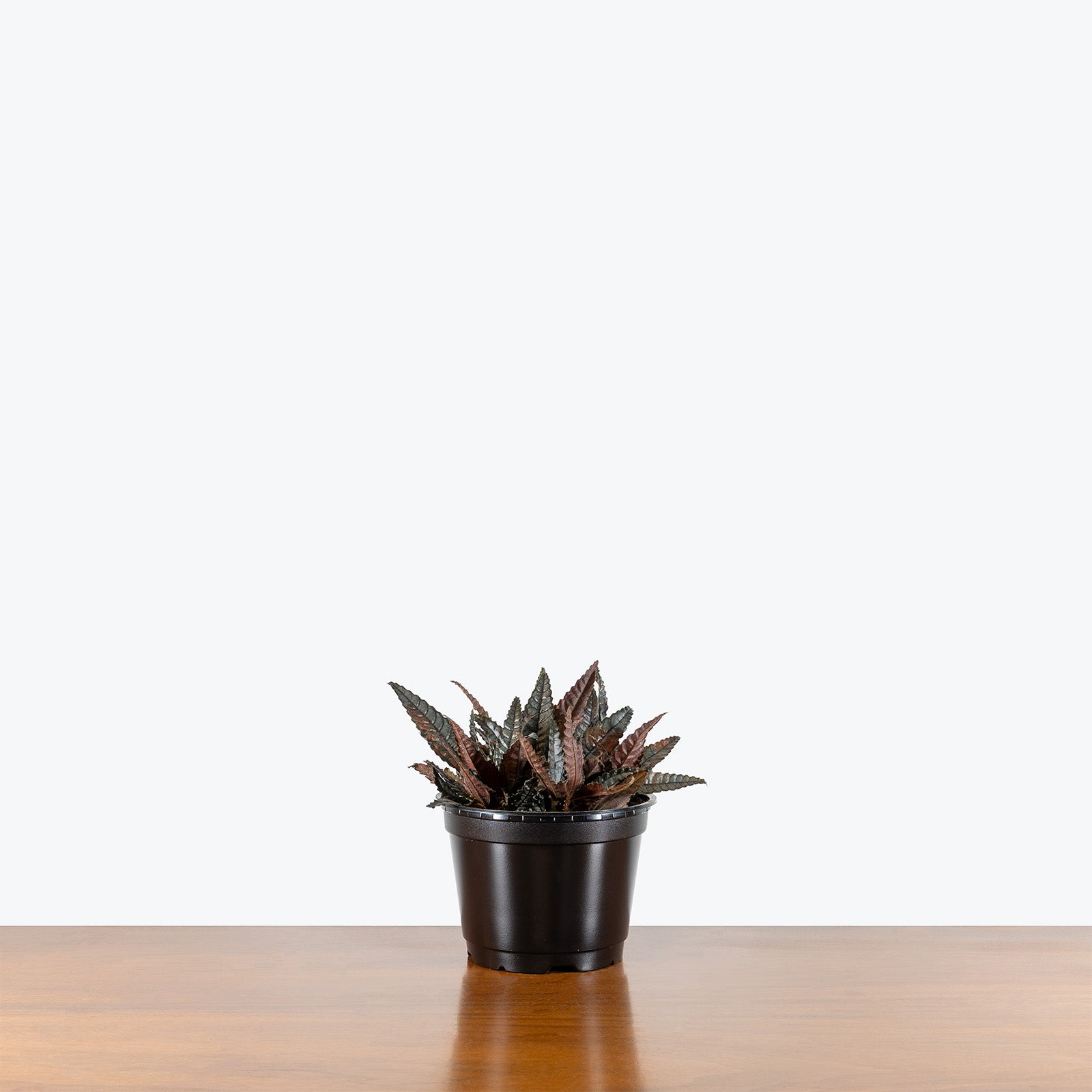 Pilea Hitchcockii Dark Mystery | Care Guide and Pro Tips - Delivery from Toronto across Canada - JOMO Studio