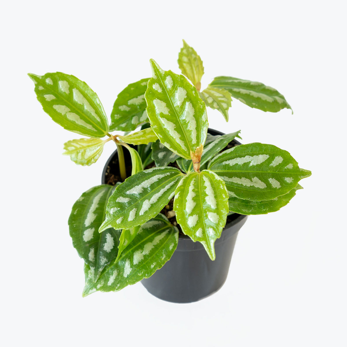 Aluminum Plant - Pilea Cadierei - Top 10 Best Pet Friendly Plants for Your Home - JOMO Studio
