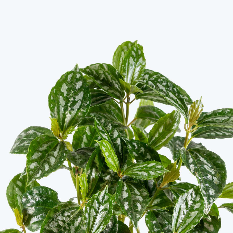 Pilea Cadierei Aluminum Plant | Care Guide and Pro Tips - Delivery from Toronto across Canada - JOMO Studio
