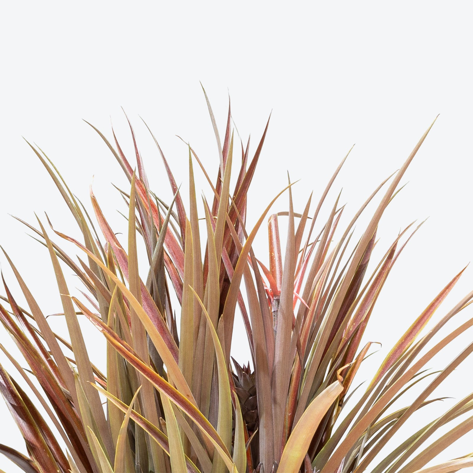 Pineapple Lava Flow - Ananas Comosus - House Plants Delivery Toronto - JOMO Studio