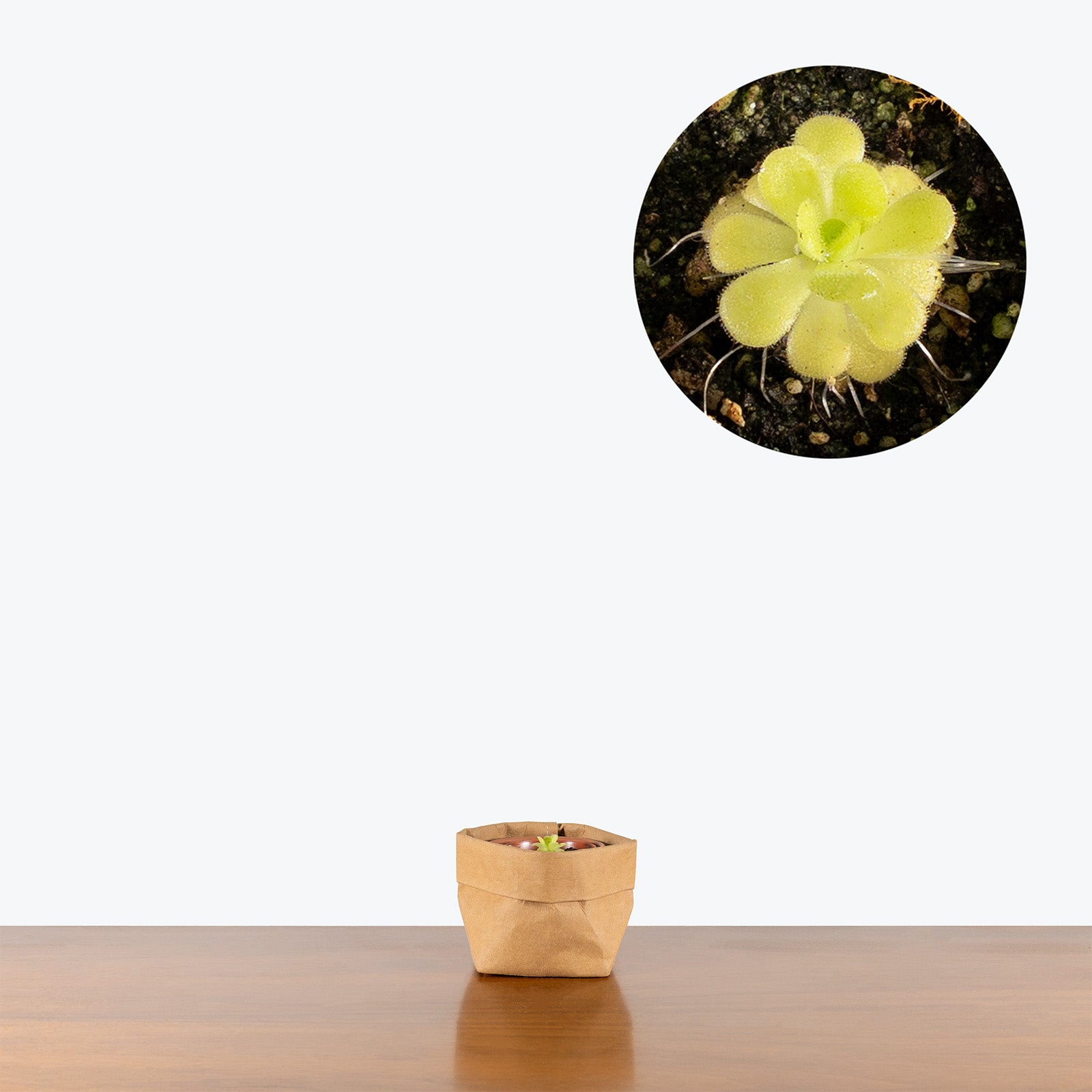 Pinguicula Agnata | Butterwort | Care Guide and Pro Tips - Delivery from Toronto across Canada - JOMO Studio
