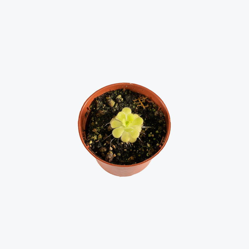 Pinguicula Agnata | Butterwort | Care Guide and Pro Tips - Delivery from Toronto across Canada - JOMO Studio