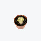 Pinguicula Agnata El Lobo x Huahuapan — 2.25" Pot