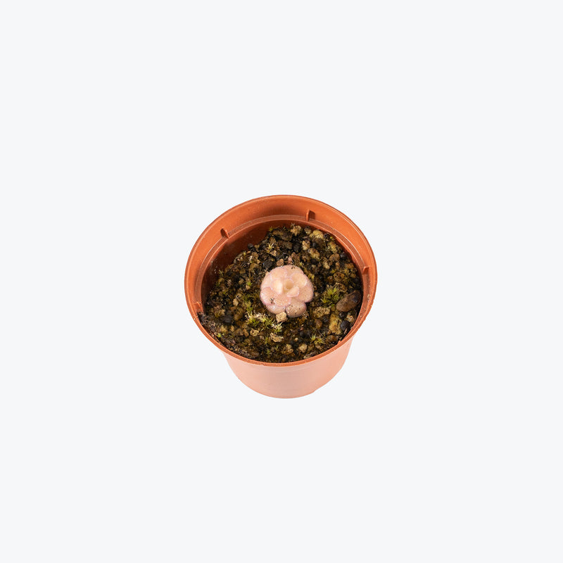 Pinguicula Agnata Red Leaf | Butterwort | Care Guide and Pro Tips - Delivery from Toronto across Canada - JOMO Studio