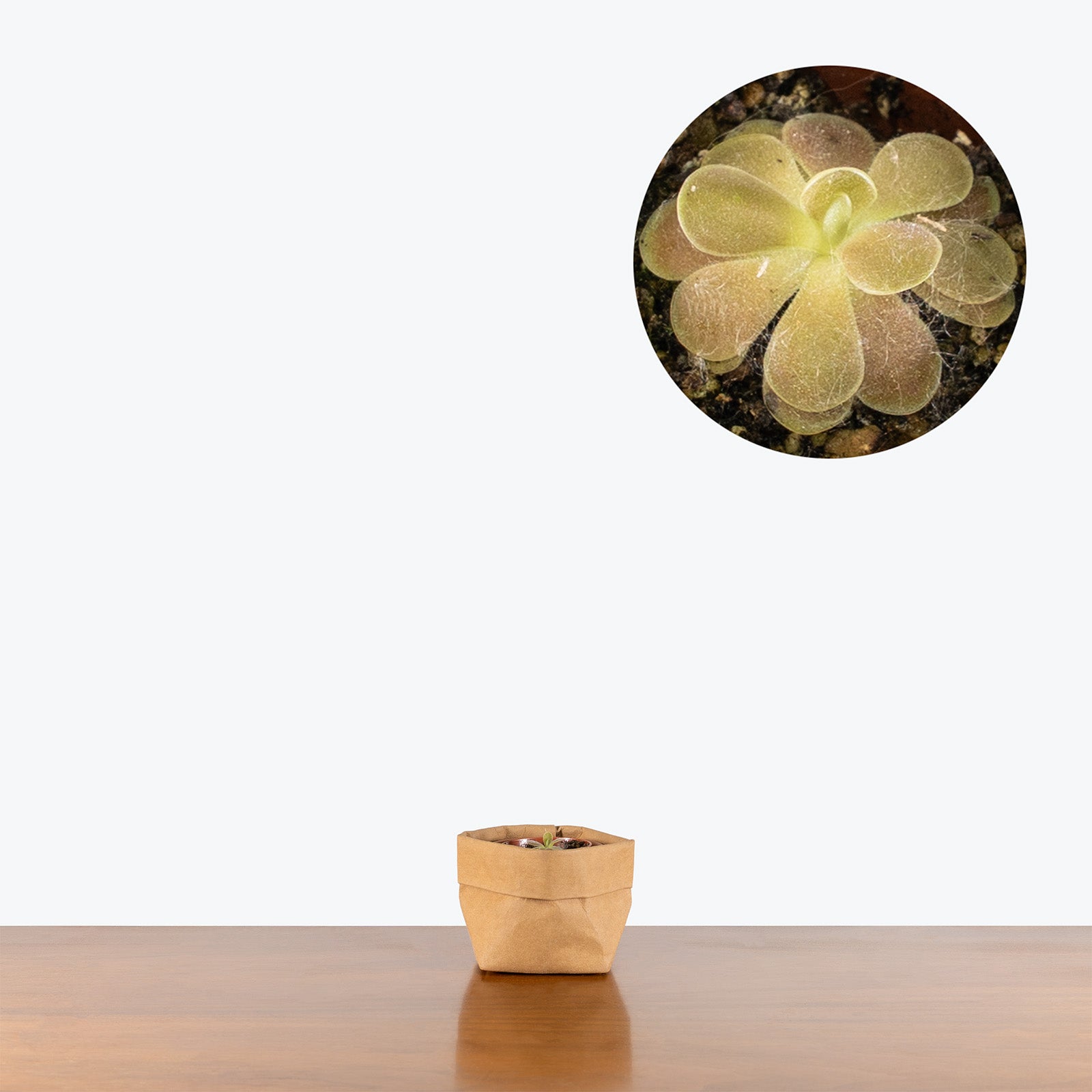 Pinguicula Agnata x Ehlersiae | Exotic Carnivorous Butterwort Plants for Delivery | Care Guide and Pro Tips