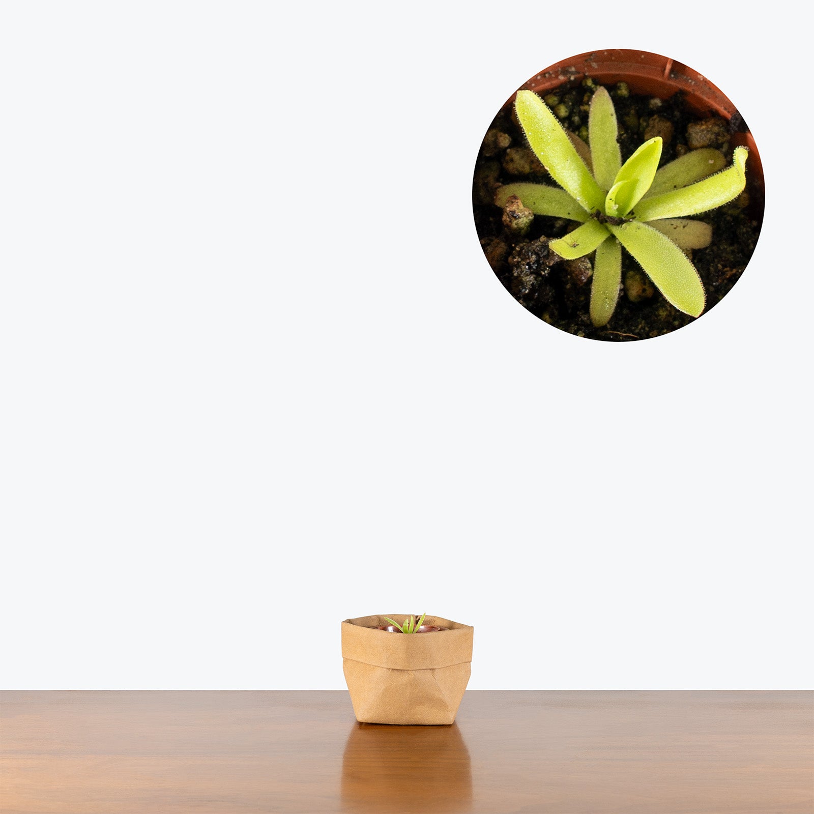 Pinguicula Agnata x Moctezumae | Exotic Carnivorous Butterwort Plants for Delivery | Care Guide and Pro Tips