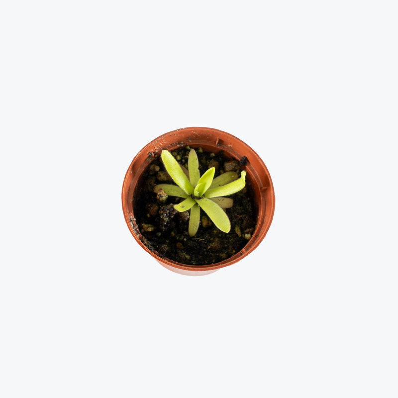 Pinguicula Agnata x Moctezumae | Exotic Carnivorous Butterwort Plants for Delivery | Care Guide and Pro Tips