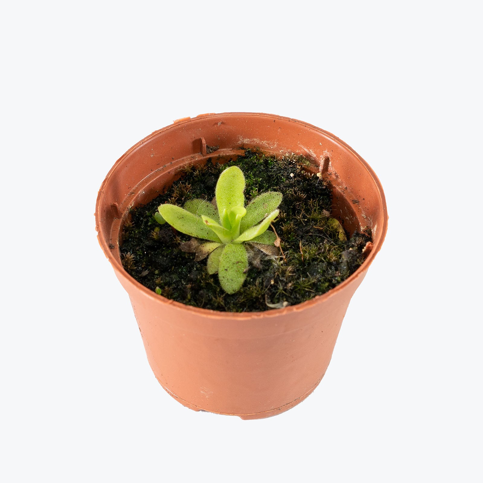 Pinguicula Aphrodite | Butterwort | Care Guide and Pro Tips - Delivery from Toronto across Canada - JOMO Studio