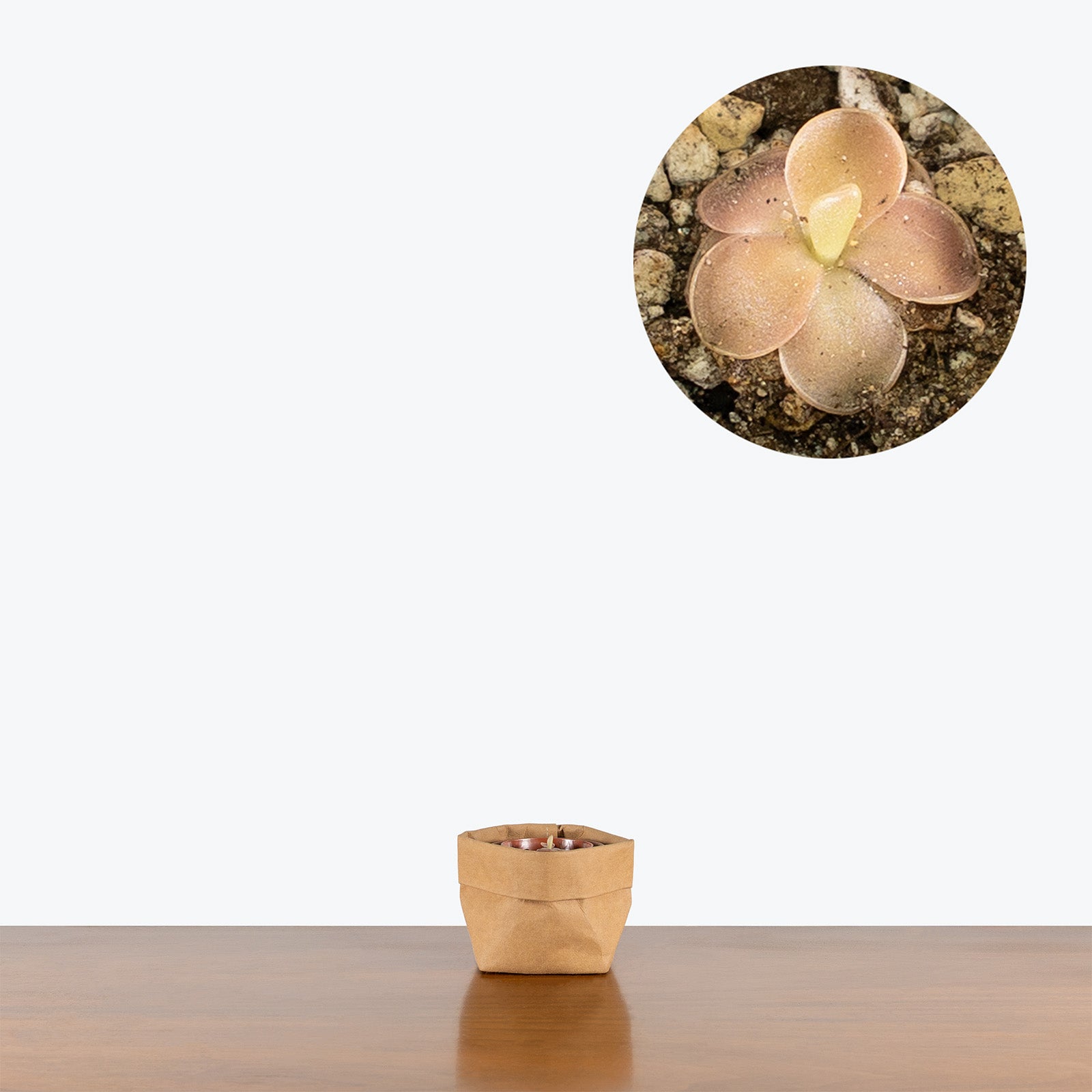 Pinguicula Blush | Butterwort | Care Guide and Pro Tips - Delivery from Toronto across Canada - JOMO Studio