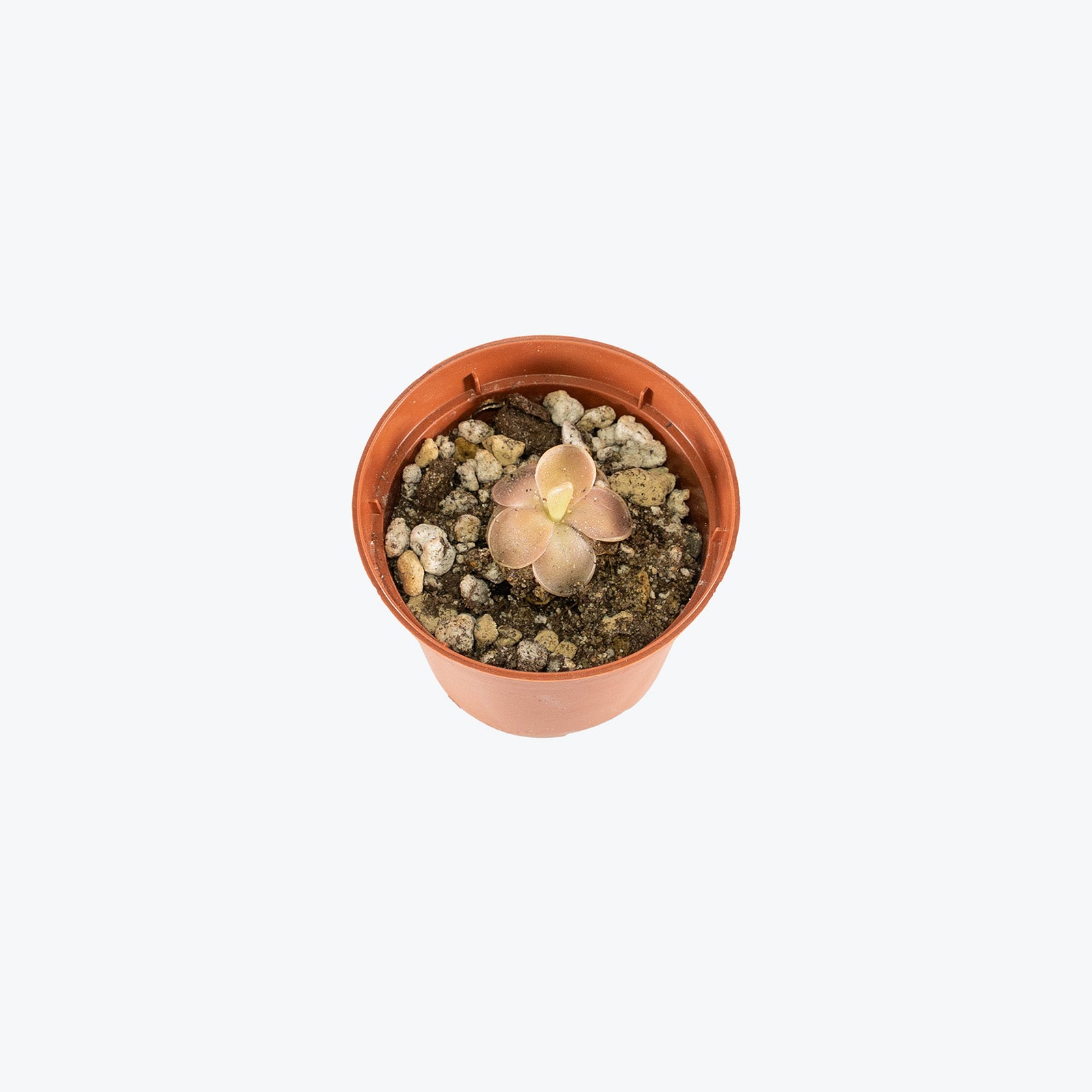 Pinguicula Blush | Butterwort | Care Guide and Pro Tips - Delivery from Toronto across Canada - JOMO Studio