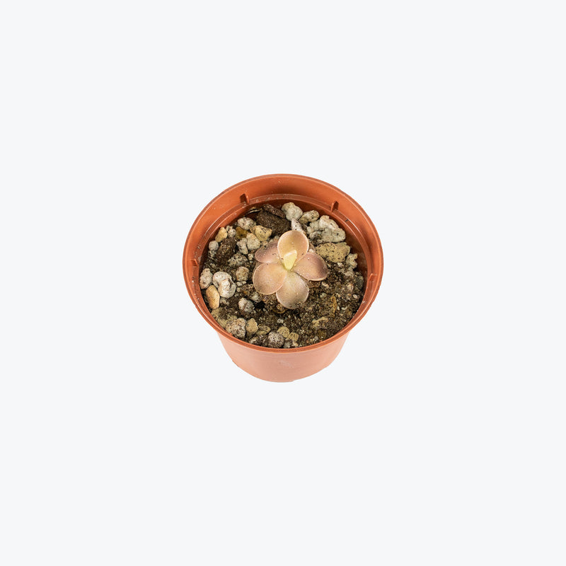 Pinguicula Blush | Butterwort | Care Guide and Pro Tips - Delivery from Toronto across Canada - JOMO Studio