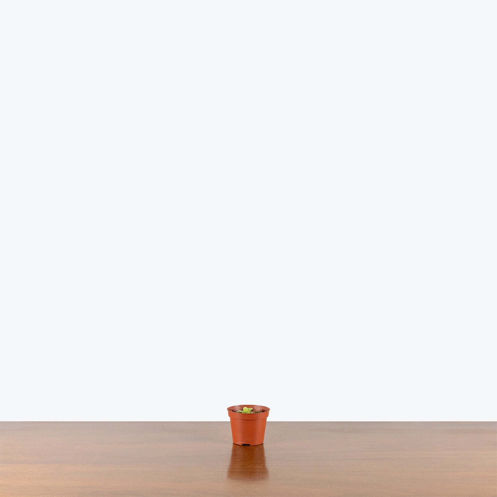 Pinguicula Bugbane | Butterwort | Care Guide and Pro Tips - Delivery from Toronto across Canada - JOMO Studio