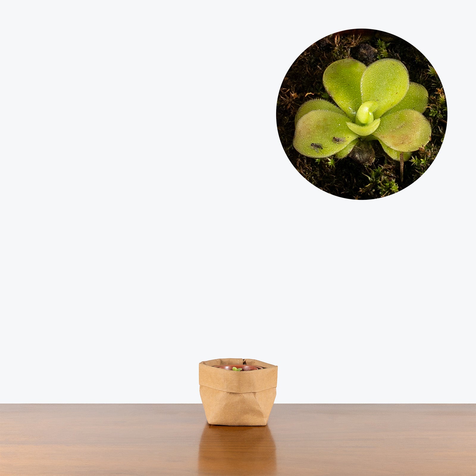 Pinguicula Bugbane | Butterwort | Care Guide and Pro Tips - Delivery from Toronto across Canada - JOMO Studio