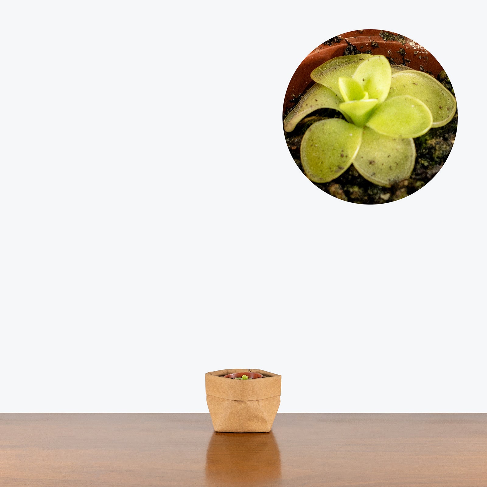 Pinguicula Caudata x Gigantea | Butterwort | Care Guide and Pro Tips - Delivery from Toronto across Canada - JOMO Studio