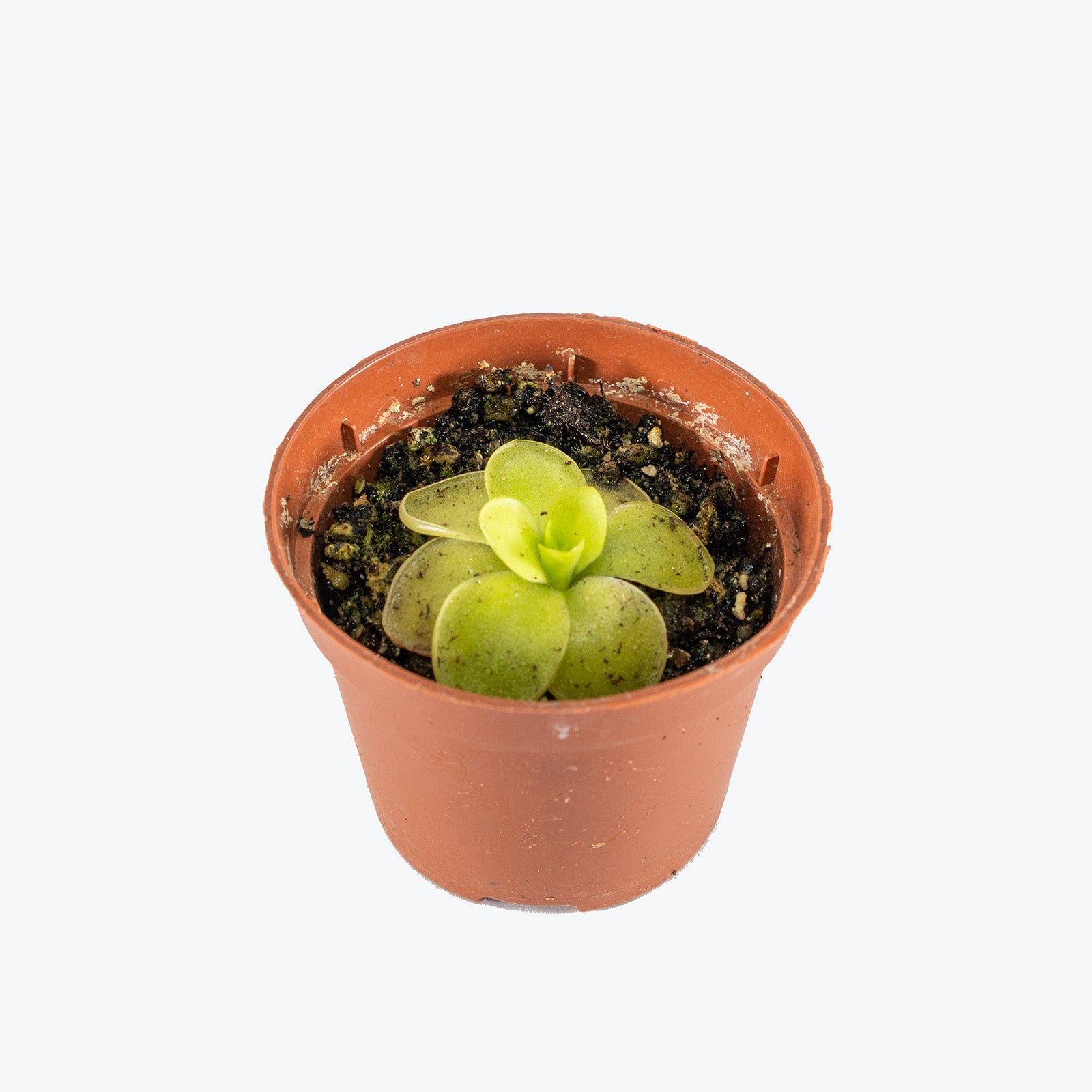 Pinguicula Caudata x Gigantea | Butterwort | Care Guide and Pro Tips - Delivery from Toronto across Canada - JOMO Studio