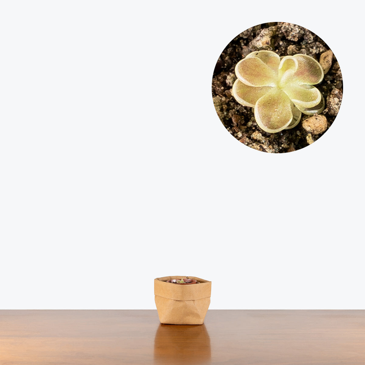 Pinguicula Debbertiana Metallic Purple | Butterwort | Care Guide and Pro Tips - Delivery from Toronto across Canada - JOMO Studio
