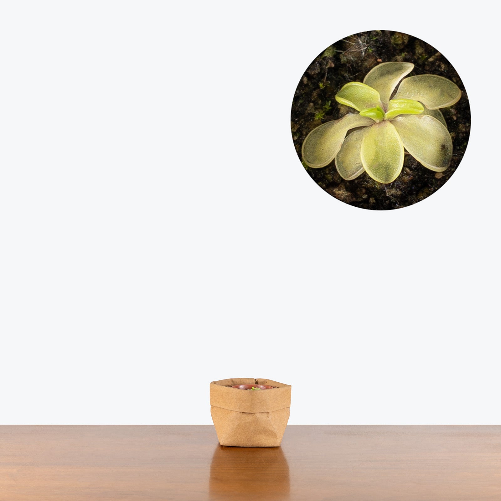 Pinguicula Emarginata | Exotic Carnivorous Butterwort Plants for Delivery | Care Guide and Pro Tips