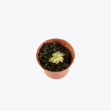 Pinguicula Emarginata — 2.25" Pot
