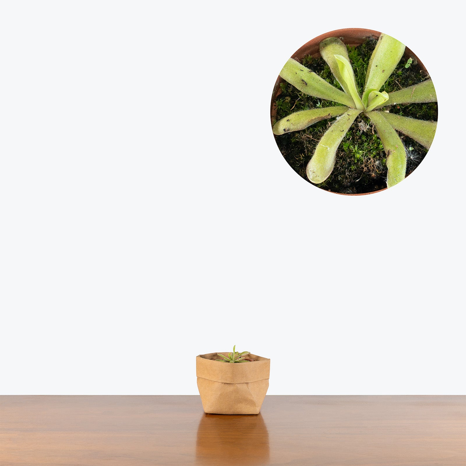 Pinguicula Emarginata x Moctezumae | Exotic Carnivorous Butterwort Plants for Delivery | Care Guide and Pro Tips