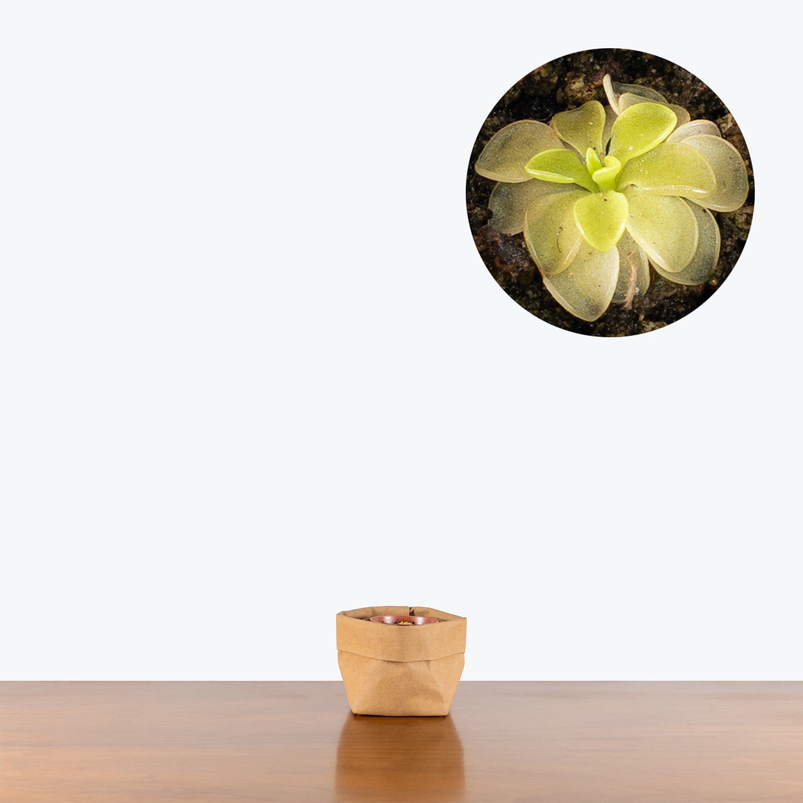 Pinguicula Emarginata x Weser | Exotic Carnivorous Butterwort Plants for Delivery | Care Guide and Pro Tips