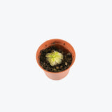 Pinguicula Emarginata x Weser — 2.25" Pot