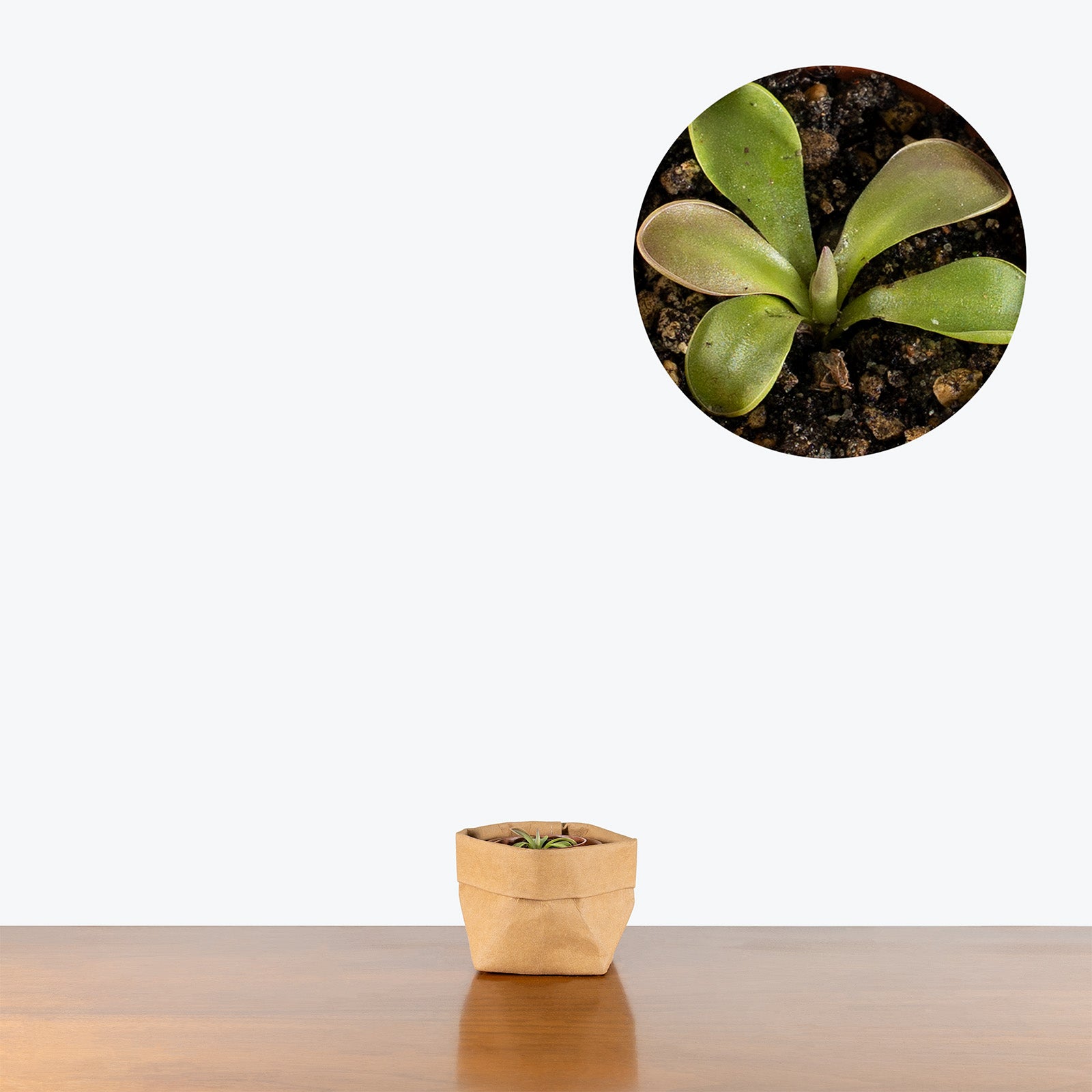 Pinguicula Esseriana x Potosiensis | Exotic Carnivorous Butterwort Plants for Delivery | Care Guide and Pro Tips