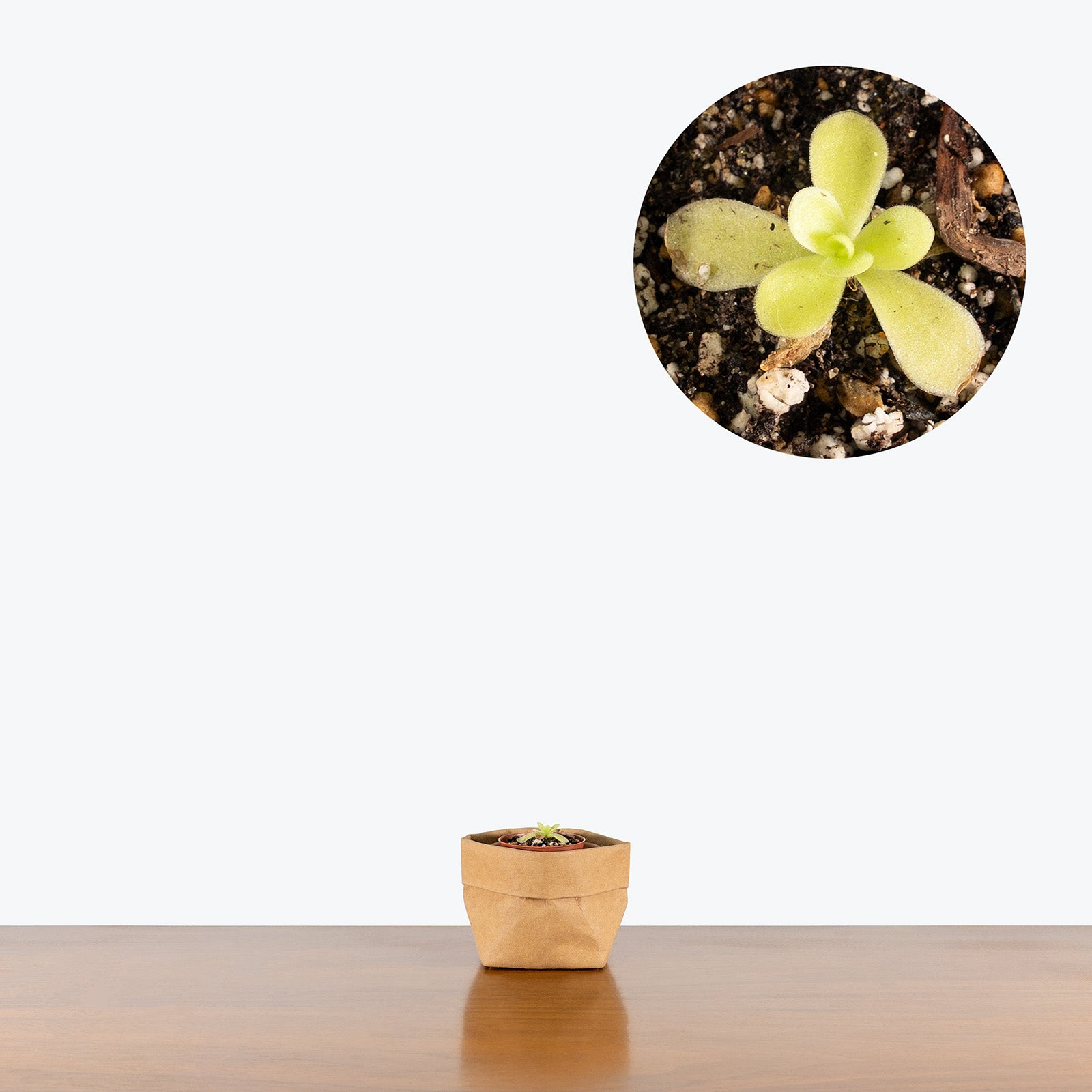 Pinguicula Gigantea | Butterwort | Care Guide and Pro Tips - Delivery from Toronto across Canada - JOMO Studio