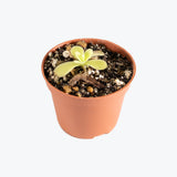 Pinguicula Gigantea — 2.25" Pot