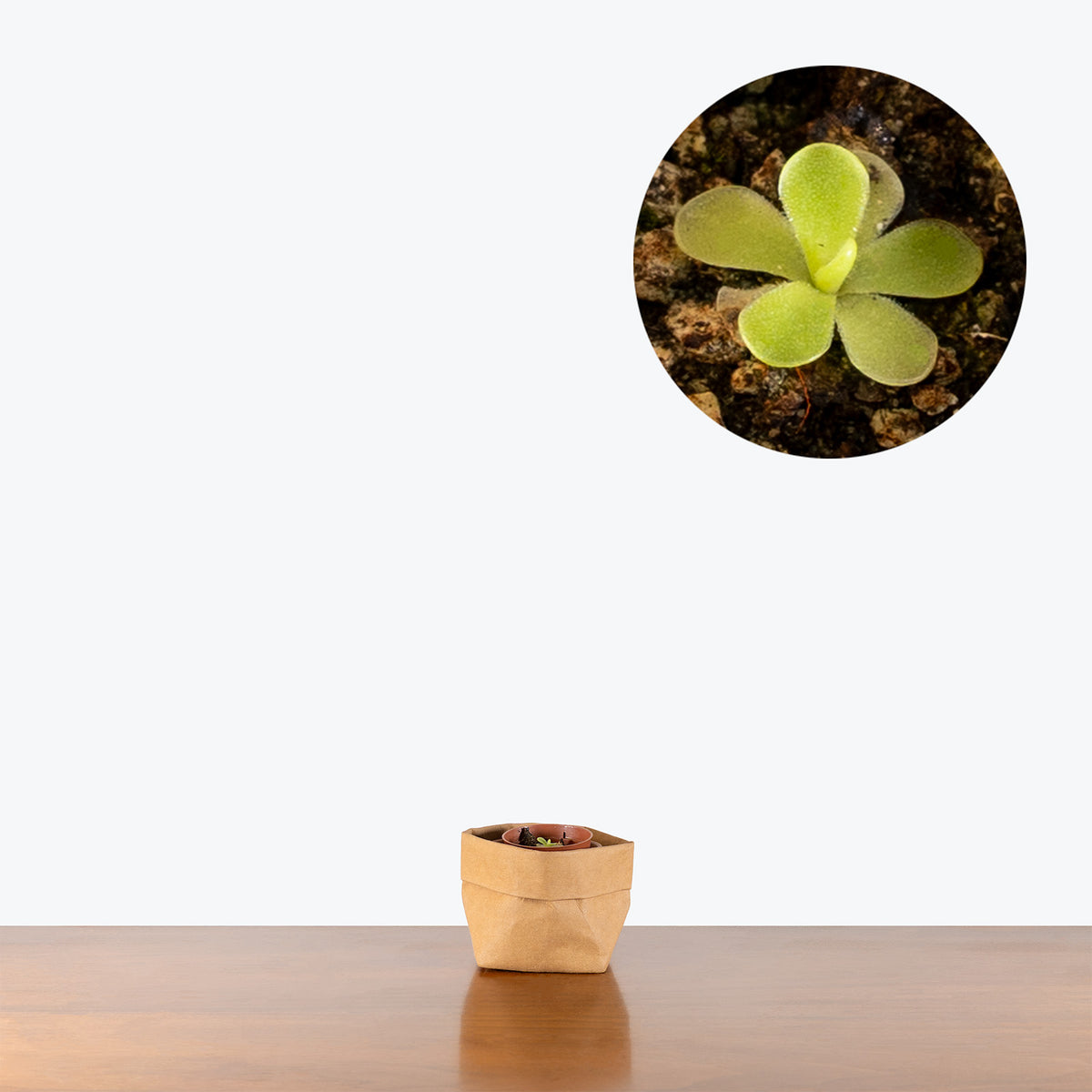 Pinguicula Gigantea x Cyclosecta | Butterwort | Care Guide and Pro Tips - Delivery from Toronto across Canada - JOMO Studio