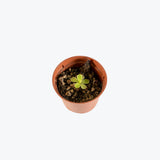 Pinguicula Gigantea x Cyclosecta — 2.25" Pot