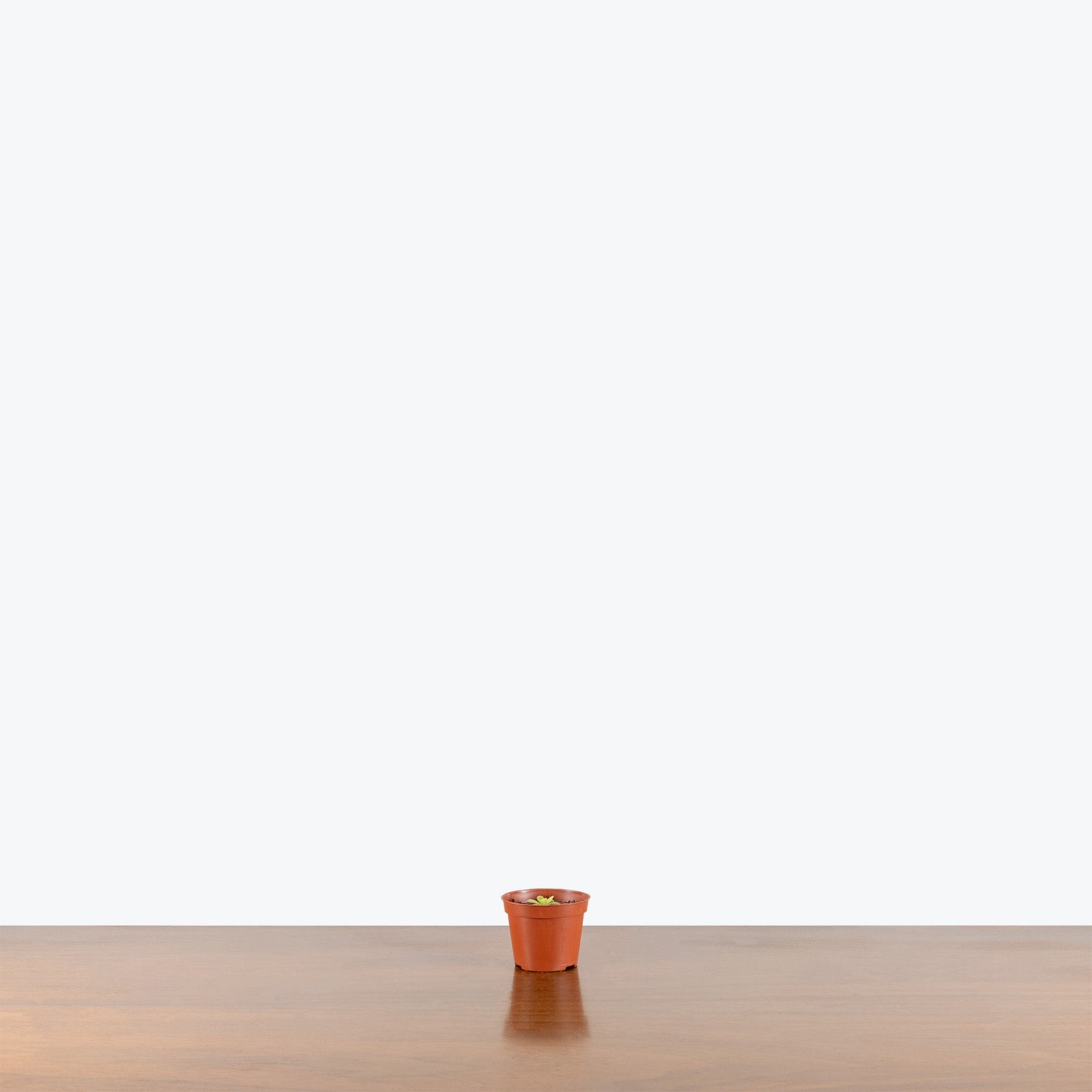 Pinguicula Gigantea x Moctezumae | Butterwort | Care Guide and Pro Tips - Delivery from Toronto across Canada - JOMO Studio