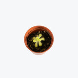 Pinguicula Gigantea x Moctezumae — 2.25" Pot