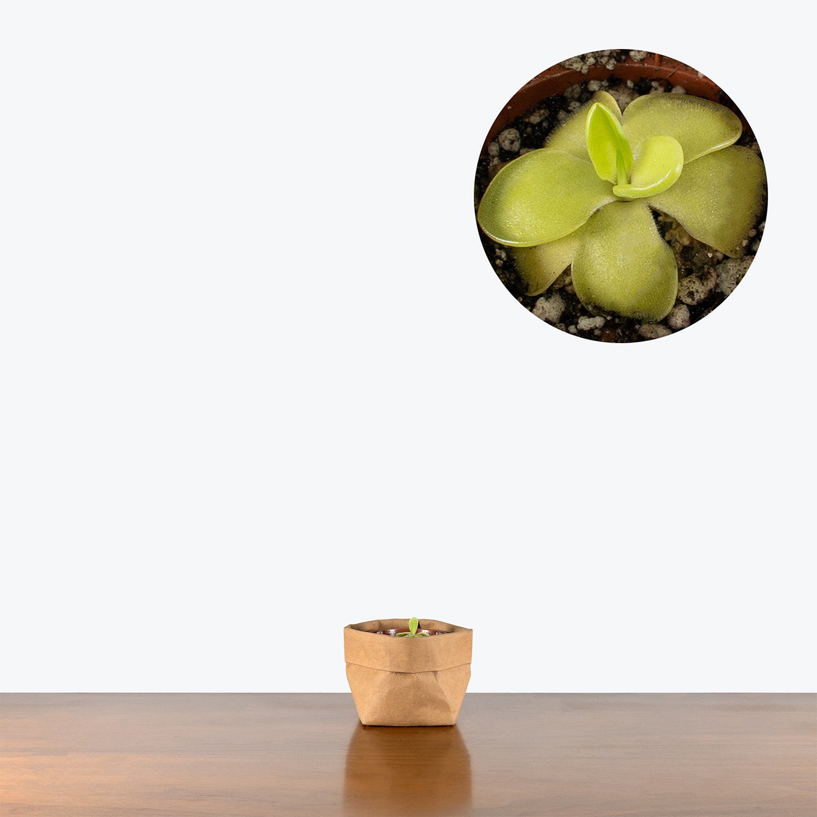 Pinguicula Gina | Butterwort | Care Guide and Pro Tips - Delivery from Toronto across Canada - JOMO Studio