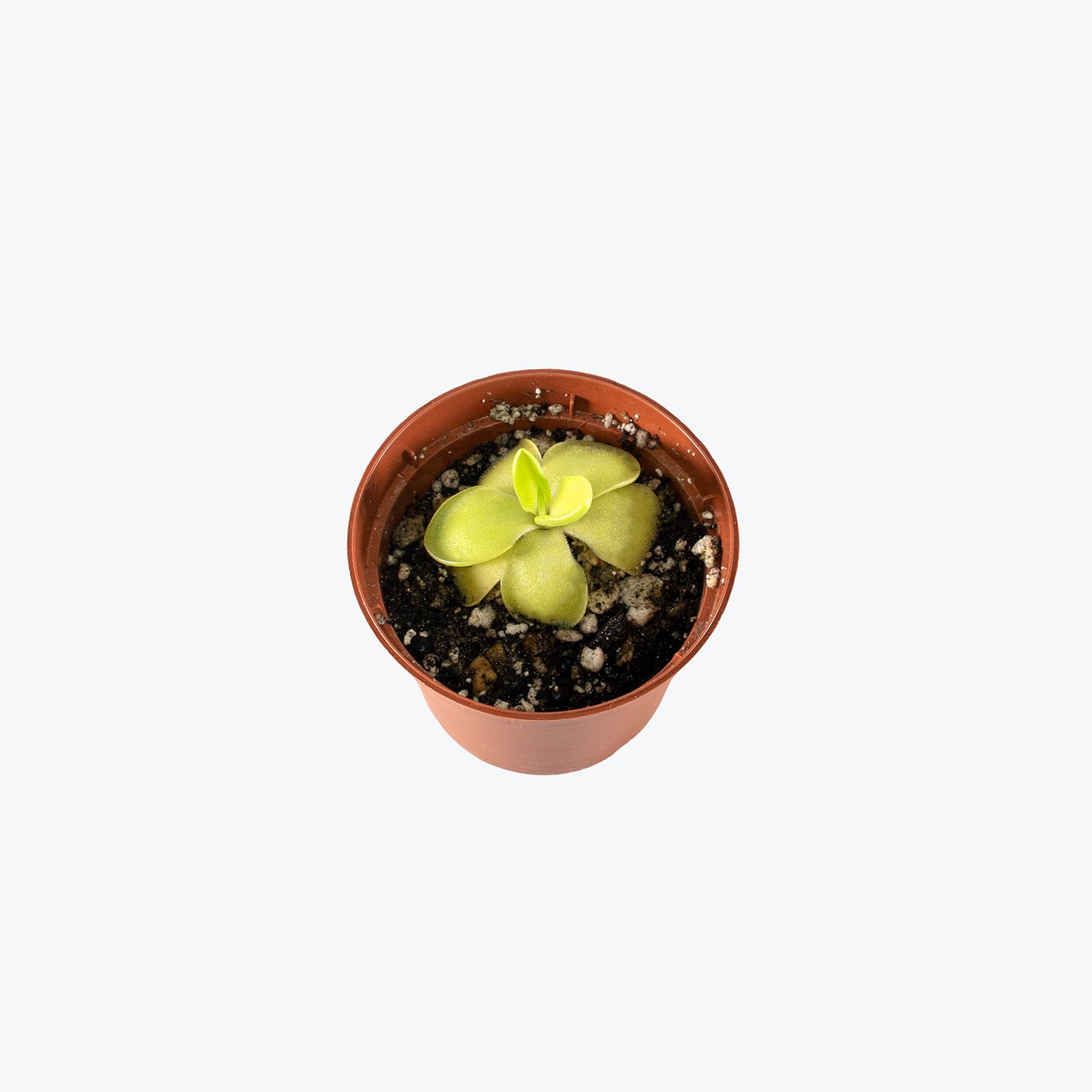 Pinguicula Gina | Butterwort | Care Guide and Pro Tips - Delivery from Toronto across Canada - JOMO Studio