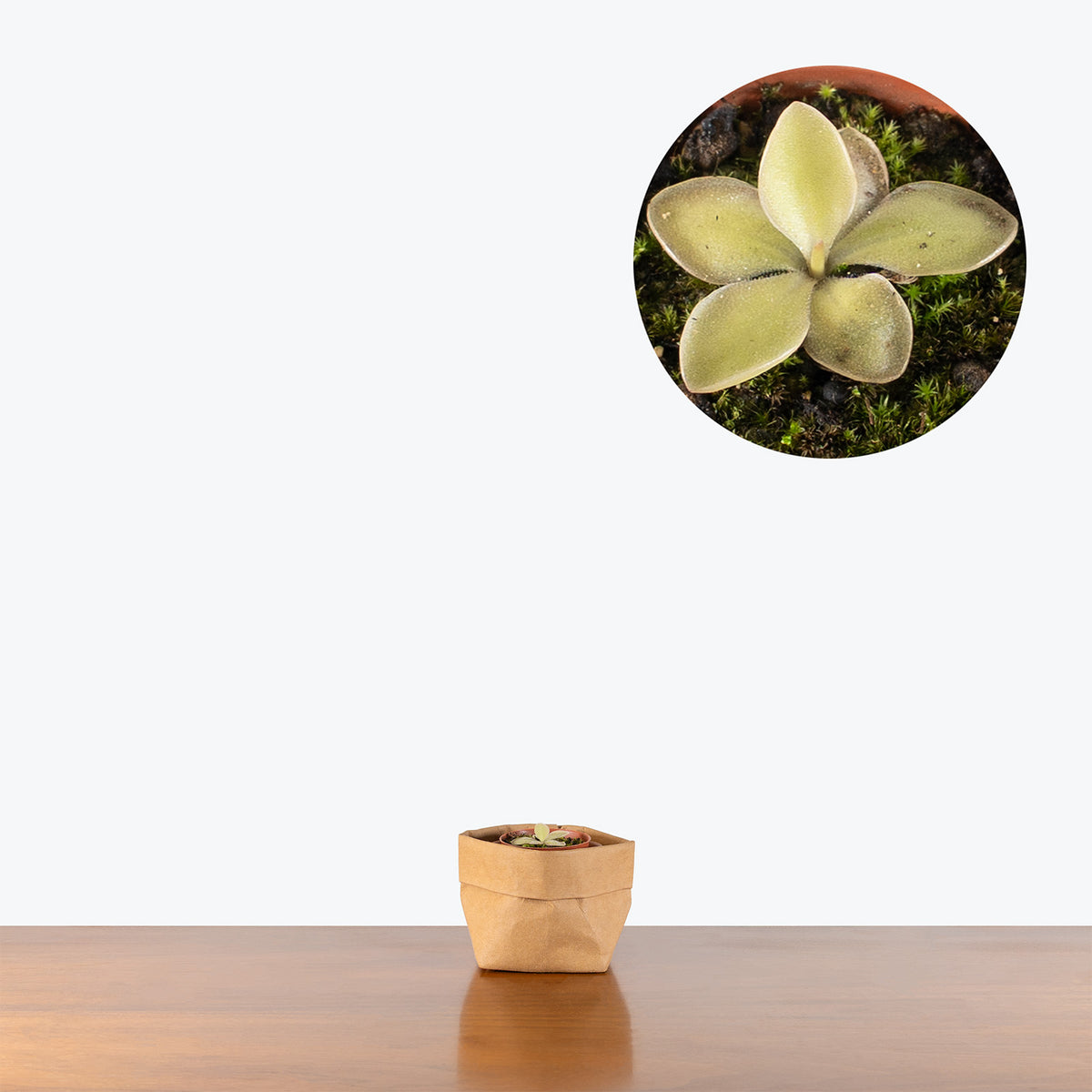 Pinguicula Gloire Des Syrphe | Butterwort | Care Guide and Pro Tips - Delivery from Toronto across Canada - JOMO Studio