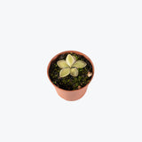 Pinguicula Gloire Des Syrphe — 2.25" Pot