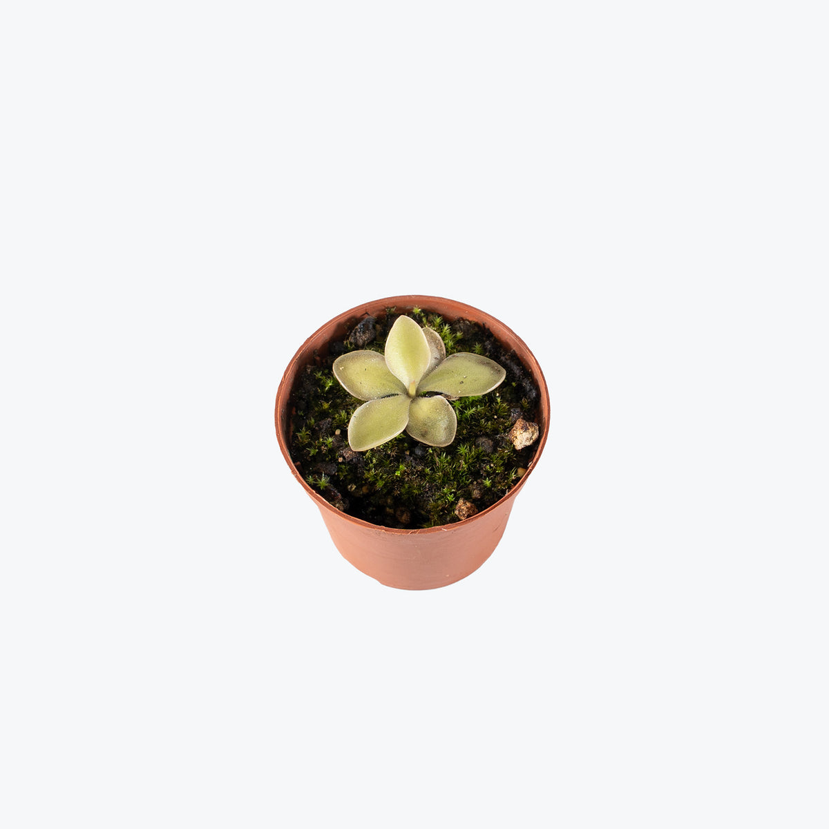 Pinguicula Gloire Des Syrphe | Butterwort | Care Guide and Pro Tips - Delivery from Toronto across Canada - JOMO Studio