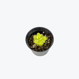 Pinguicula Golden Eye — 2.25" Pot