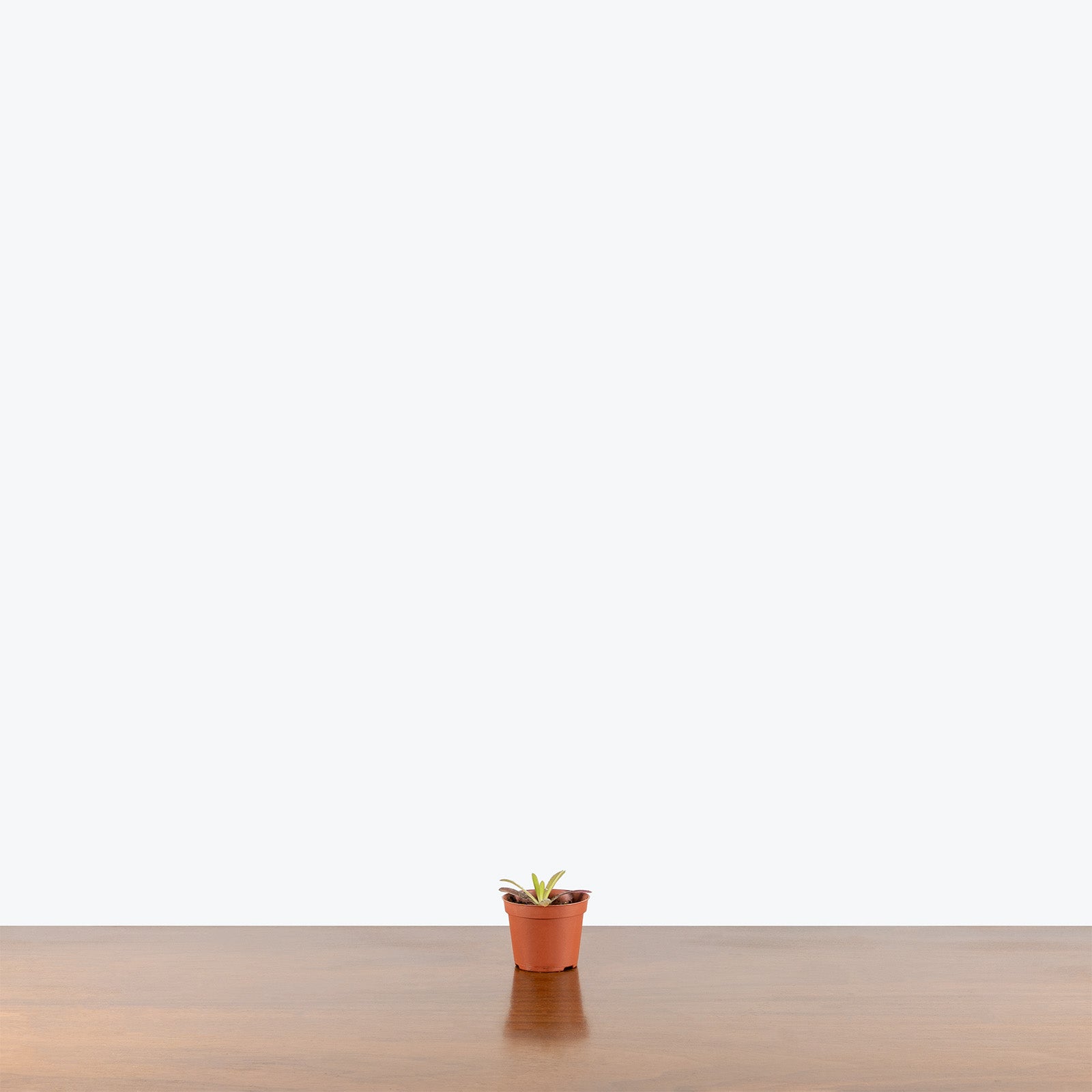 Pinguicula Gracilis x Moctezumae | Butterwort | Care Guide and Pro Tips - Delivery from Toronto across Canada - JOMO Studio