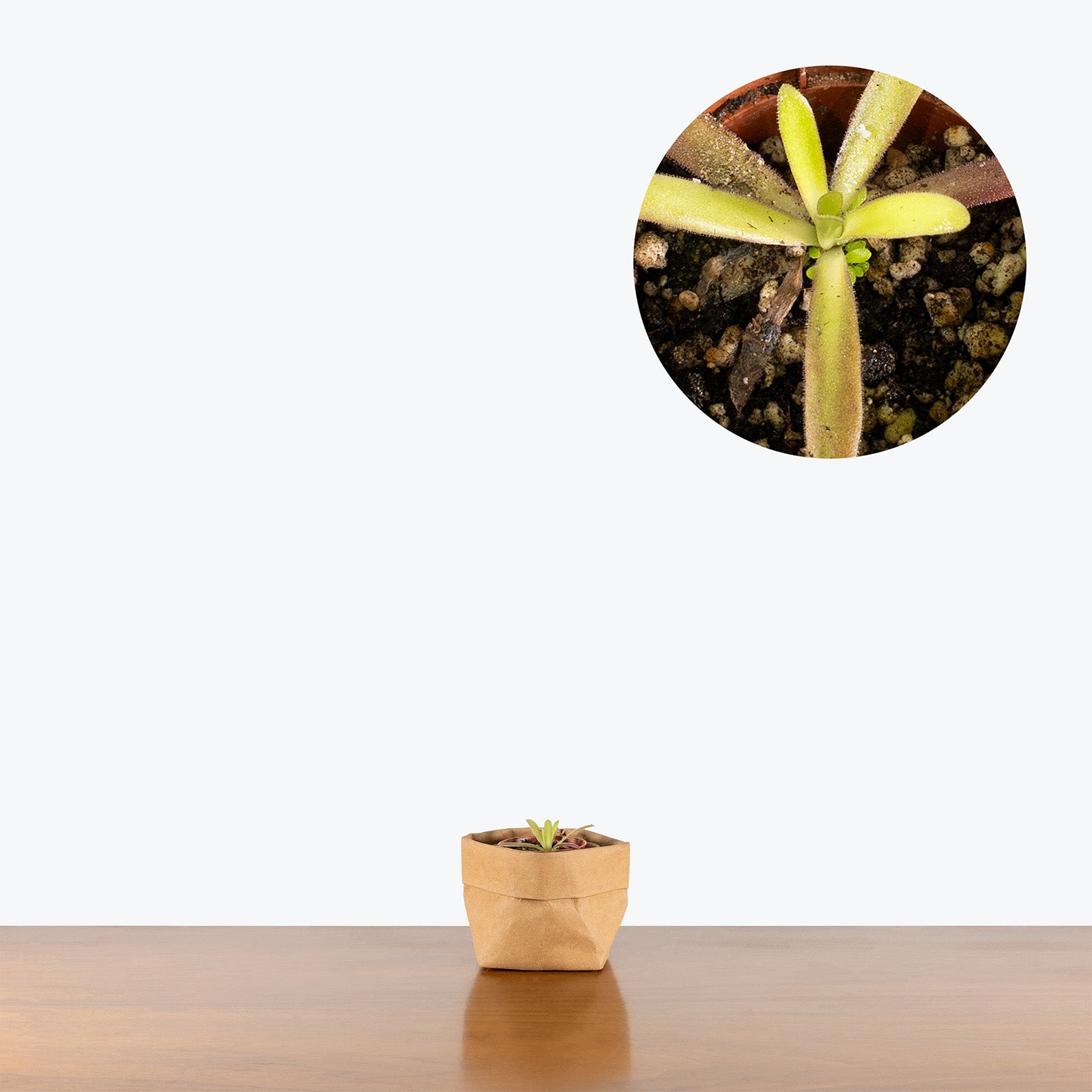 Pinguicula Gracilis x Moctezumae | Butterwort | Care Guide and Pro Tips - Delivery from Toronto across Canada - JOMO Studio