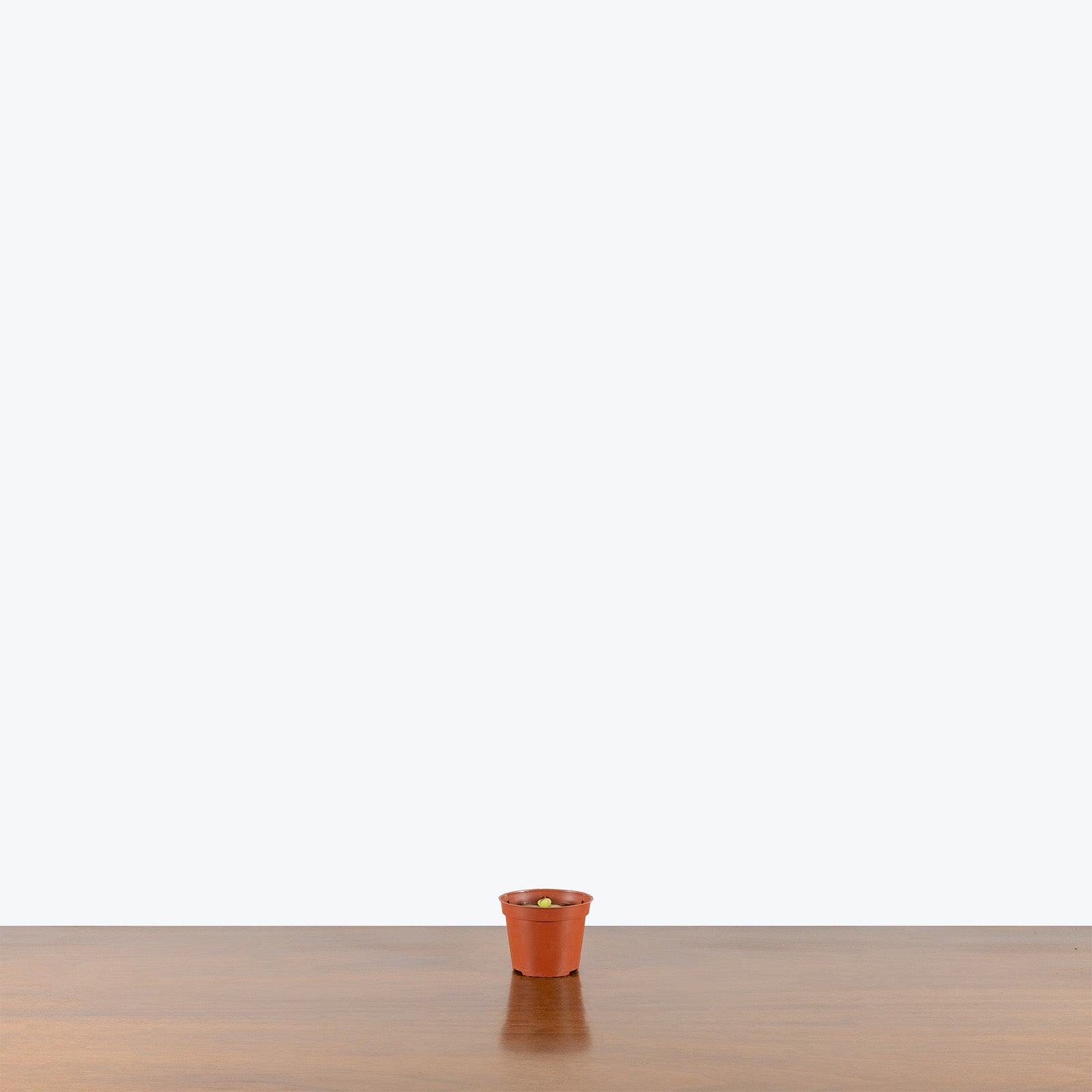 Pinguicula Guatemala | Butterwort | Care Guide and Pro Tips - Delivery from Toronto across Canada - JOMO Studio