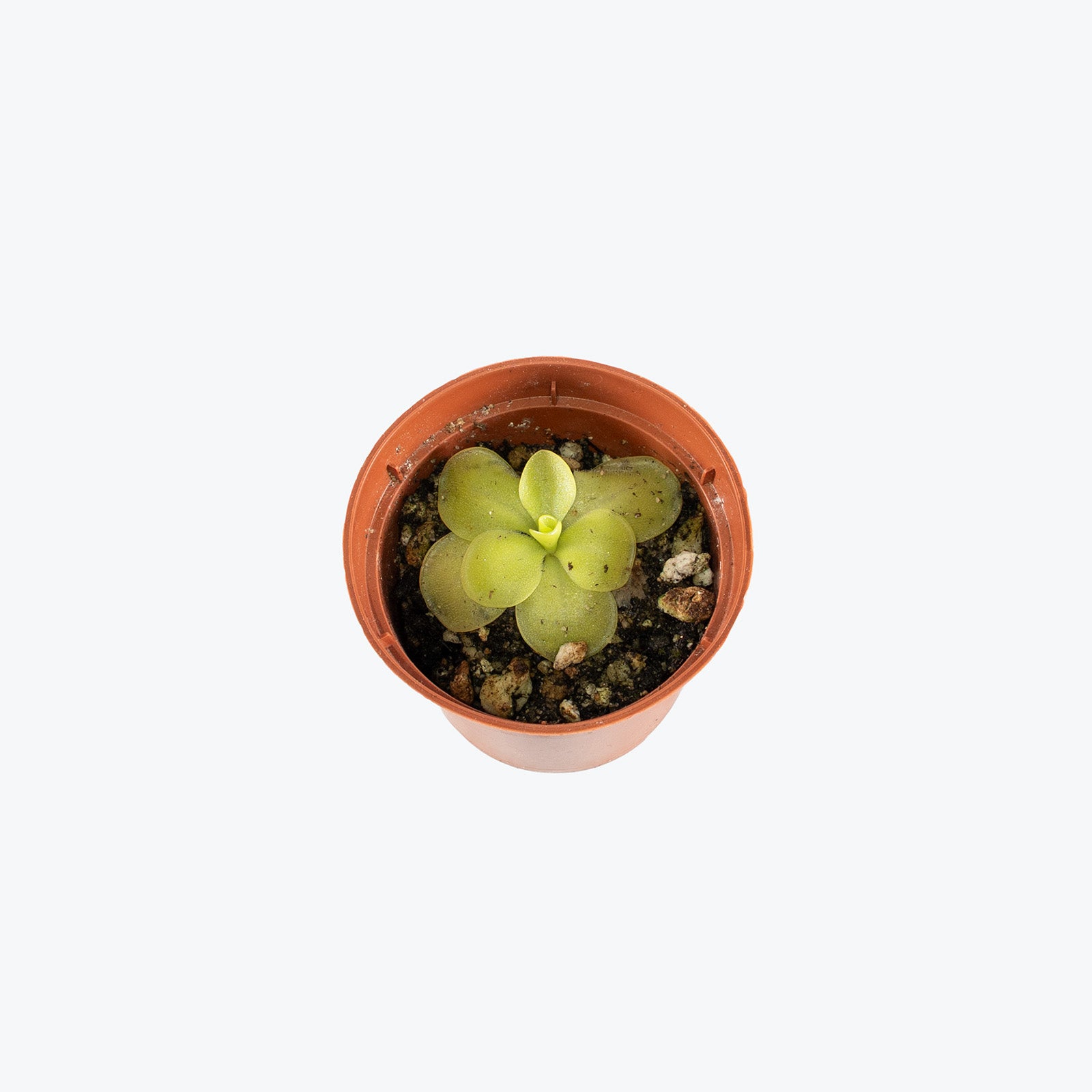 Pinguicula Guatemala | Butterwort | Care Guide and Pro Tips - Delivery from Toronto across Canada - JOMO Studio