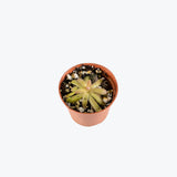 Pinguicula Gypsicola x Moctezumae — 2.25" Pot