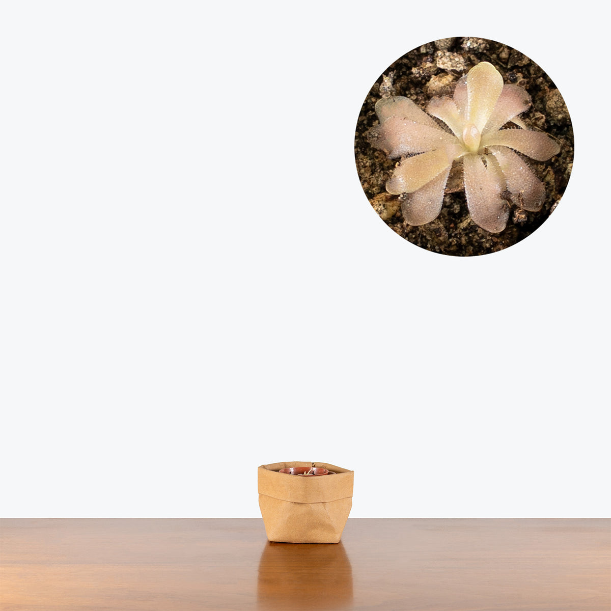 Pinguicula Gypsicola x Sethos | Butterwort | Care Guide and Pro Tips - Delivery from Toronto across Canada - JOMO Studio